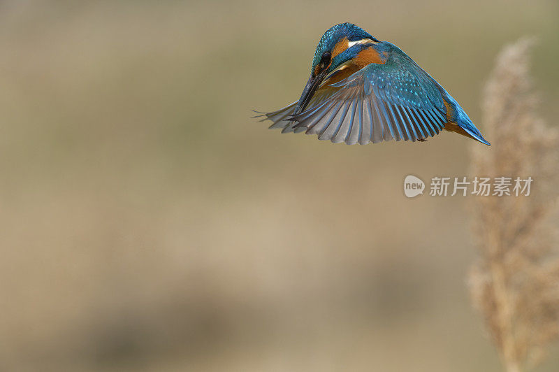 翠鸟(Alcedo atthis)